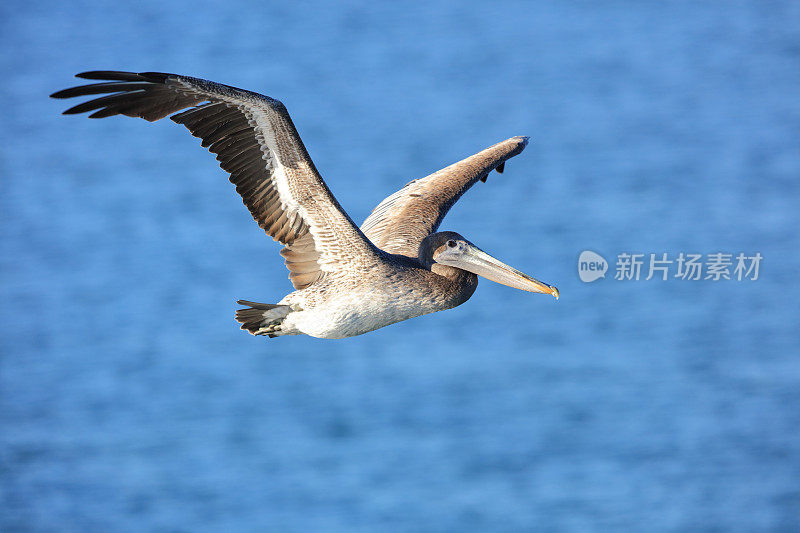 褐鹈鹕(Pelican occidentalis)